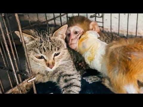 This Rescued Baby Monkey Is Obsessed With Her Cat Surrogate Mom #Video