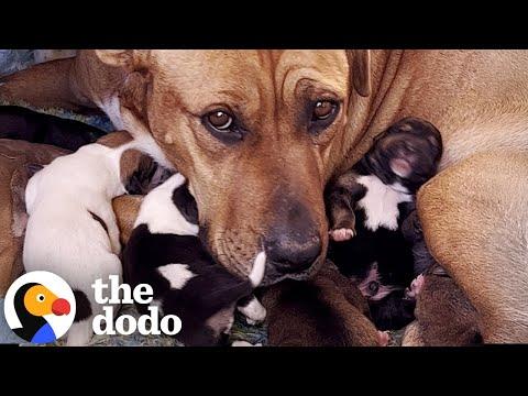 Mama Dog And Her Babies Get Rescued In The Middle Of The Desert #Video