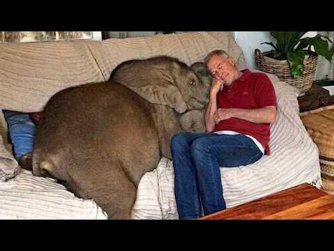 When Animals Become Obsessed And Follow Dad Literally Everywhere #Video