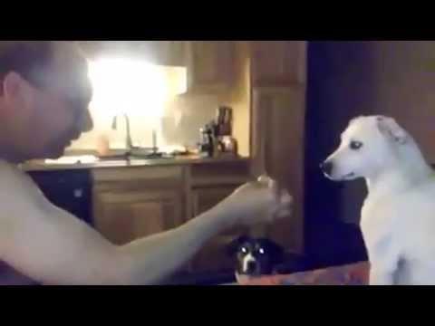 Dog Confused By Magic Trick