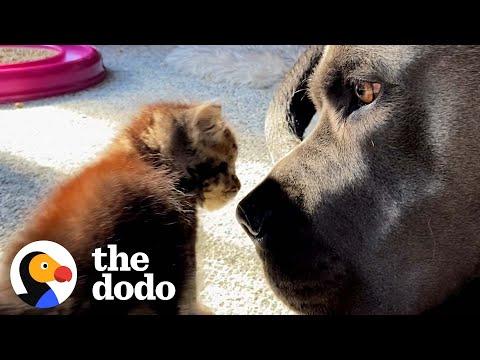 Half-Pound Kitten Takes Naps Under 130-Pound Dog #Video