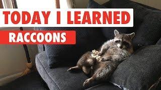 Today I Learned: Raccoons