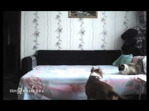 What Happens When The Dog Stays Home Alone - Extremely Funny!
