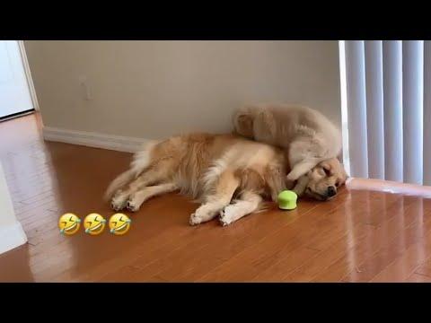 Little Golden Retriever Constantly Sits On His Sister's Head #Video
