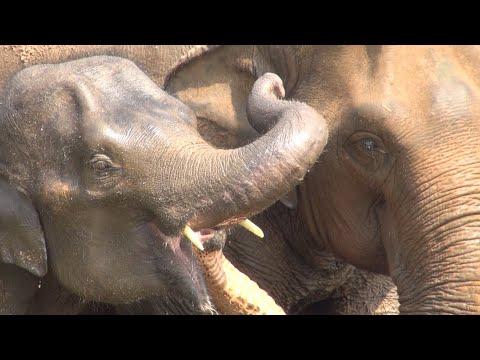 Miracle Moment Elephant Accept Each Other When Meet For The First Time - ElephantNews #Video