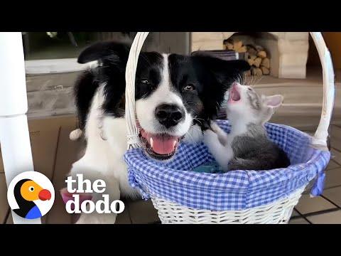 Dog Scared Of Kittens Becomes Proudest Foster Mom #Video