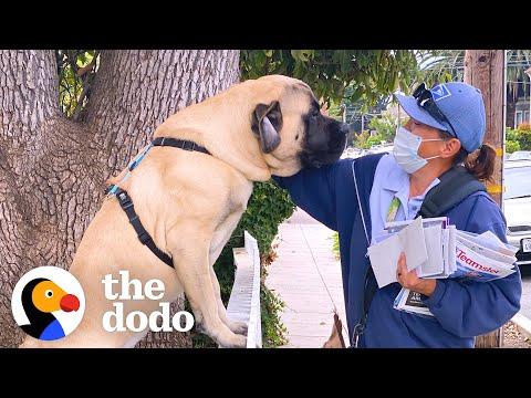 Dog Waits By The Door Every Morning So He Can Greet His Favorite Mailwoman #Video