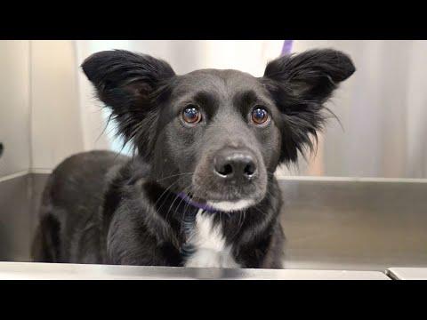 This Dog Behaved Suspiciously Well for His Grooming #Video