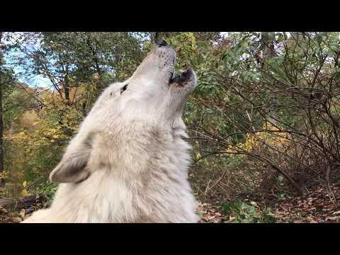 Howling Wolf Up Close #Video