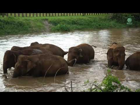 Elephant Having A Happy Chatter To Each Other - ElephantNews #video