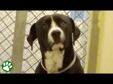 Shelter dog realizes he’s been adopted #Video