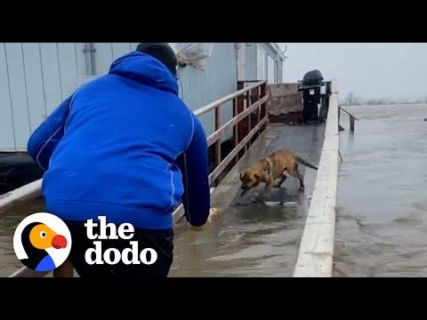 Football Players Rescue Mom And Puppies Left Behind During A Storm. #Video