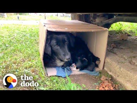 Stray Mama Dog Bundles Up In A Box With Her Puppies To Keep Them Warm #Video