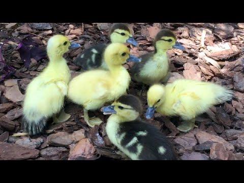Funny Ducklings and Mama Duck Video - Cute Duckling Feeding Video