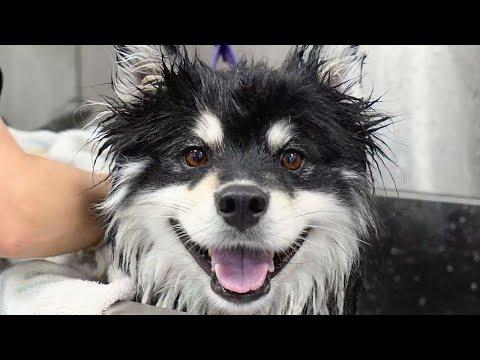 Drama Pup Alert: Mo’s Fur Makeover Gone Wild
