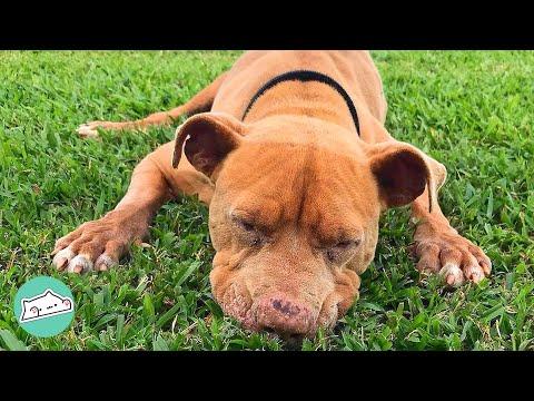 Hunchback Dog Finds Her True Purpose and Friendship #Video