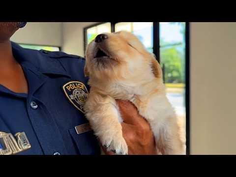 The Cutest and Funniest PUPPIES Video of 2026 You've Ever Seen! #Video