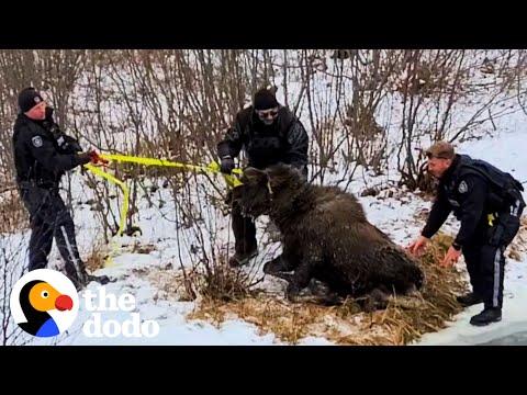 Two Police Officers Rescue A Moose From Frozen Lake #Video