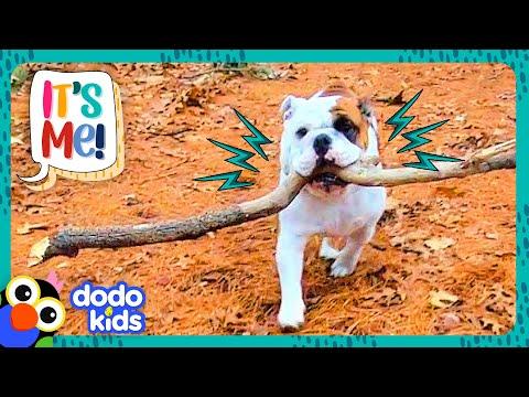 This Dog Won’t Give Up The Most Perfect Stick In The World #Video