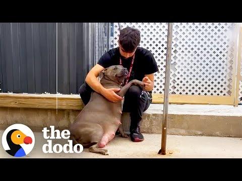 Pittie Reunites With Her Sister Just In Time To Go Into Labor
