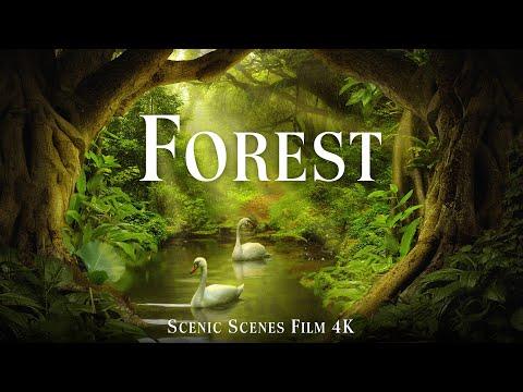 Forest 4K - The Healing Power Of Nature Sounds - Forest Sounds - Scenic Relaxation Film #Video