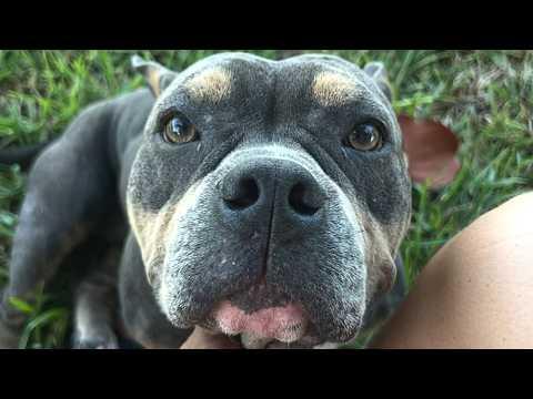 Dog used for breeding is finally someone's baby #Video