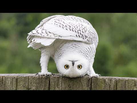 Owls Are Way Funnier Than You Think #Video