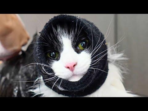 Most Cats Hiss And Scratch...This One Barks And Bites #Video