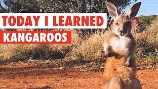 Today I Learned: Kangaroos