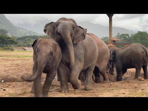 This Is What A Happy Elephant Herd Looks Like - ElephantNews #Video