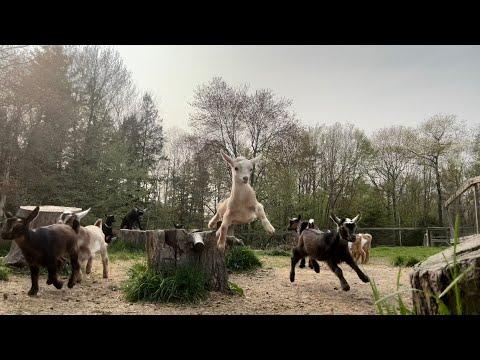 Evening Rush Hour for the goat kids! #Video