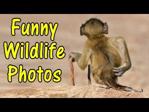 Funny Wildlife Photos To Amuse You #Video