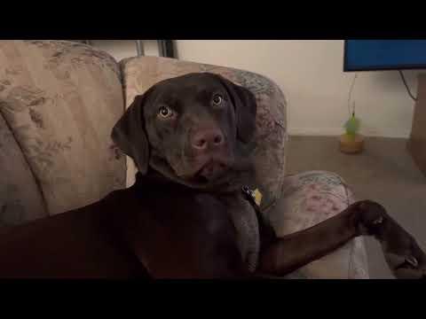 Back talking dog! #Video