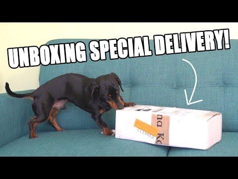 Crusoe Unboxing SPECIAL Delivery!! - Cute Dog Video Unboxing!