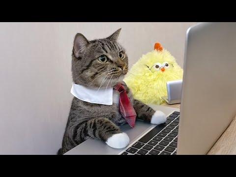 When you live with the HARDEST WORKING Cat on Earth #Video
