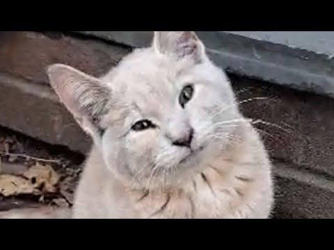 Dumped paralyzed cat turns out to be a lovebug #Video