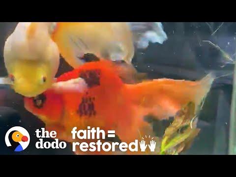 Woman Adopts A 10-Year-Old Goldfish And Completely Transforms Him Video
