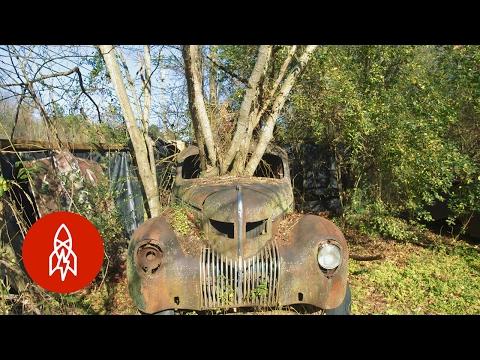 The Forest Of Forgotten Cars
