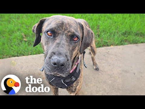 Terrified Rescue Dog Learns The Meaning Of Love #Video