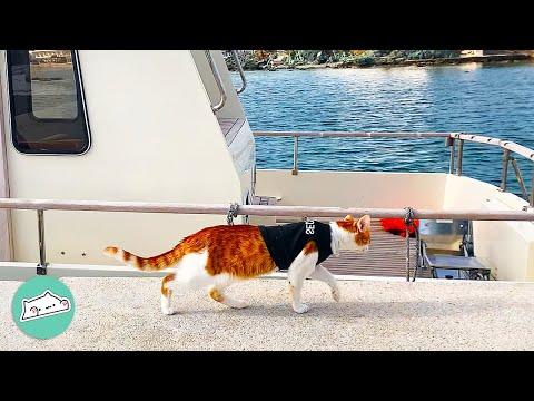 Stray Cat Struts on Boats Like They Are His Own #Video