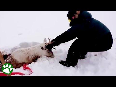 Miracle Survival: Reindeer Found Buried Alive in Snowstorm #Video