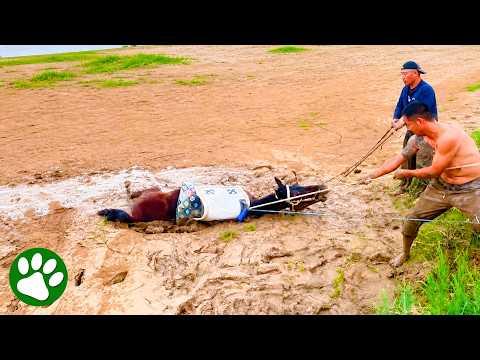 Trapped In The Mud: The Rescue That Saved This Horse's Life #Video