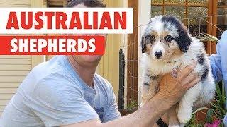 Breed All About It: Australian Shepherds