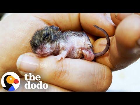 Baby Mouse Was Smaller Than A Wine Cork #Video