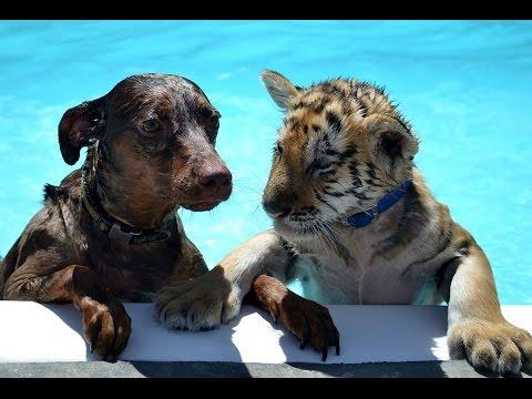 Cute Tiger & Puppy unlikely friends play together & Swim #Video