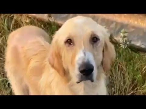 Rescue dog is so happy to see snow #Video