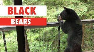 Breed All About It: Black Bears
