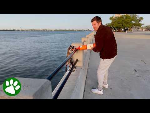 Kind man saves raccoon with traffic cone #Video
