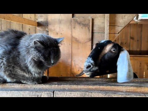 How do goats beat the heat? They relax in the barn! #Video