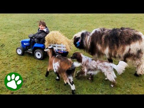 Miniature Farmer Loves His Animals #Video